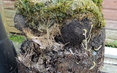 Compost older than children?