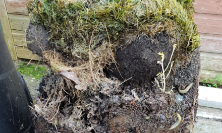 Compost older than children?