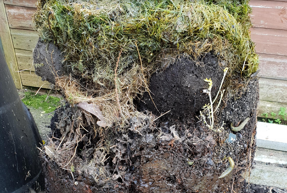 Compost older than children?